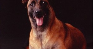 Faculty Pets