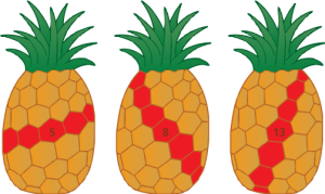 Fibonacci numbers in pineapples.