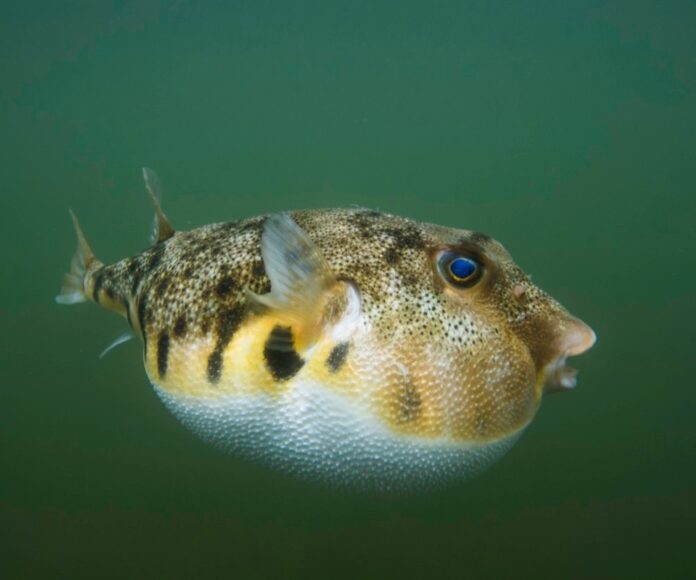 AOTW #10: Atlantic Puffer Fish - Sphoeroides maculatus // The Roundup